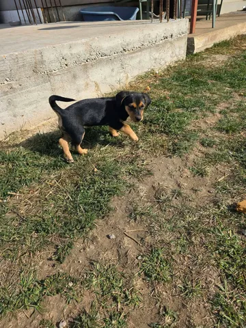 Ruben, rescuehund i Rumänien, bild 9