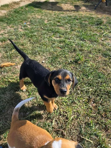 Ruben, rescuehund i Rumänien, bild 10