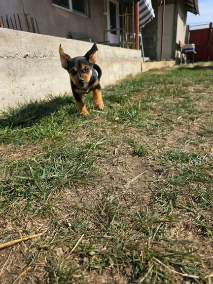 Ruben, rescuehund i Rumänien, bild 2