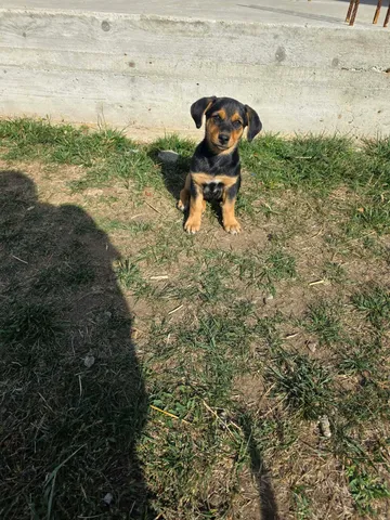 Ruben, rescuehund i Rumänien, bild 12