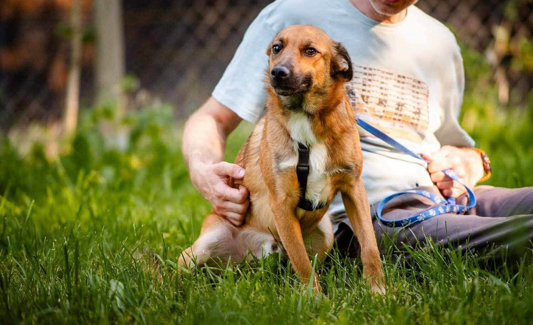 Rudy, rescuehund i Polen, bild 1