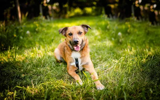 Rudy, en omplaceringshund