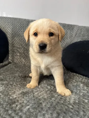 Saga, rescuehund i Polen, bild 1