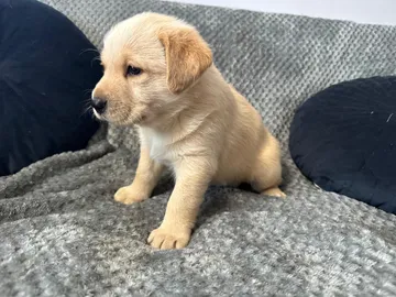 Saga, rescuehund i Polen, bild 2