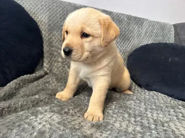 Saga, rescuehund i Polen, bild 3