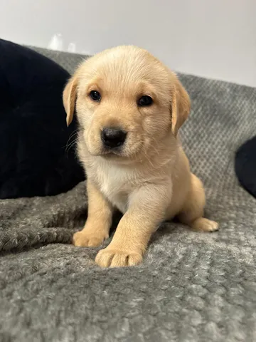 Saga, rescuehund i Polen, bild 4
