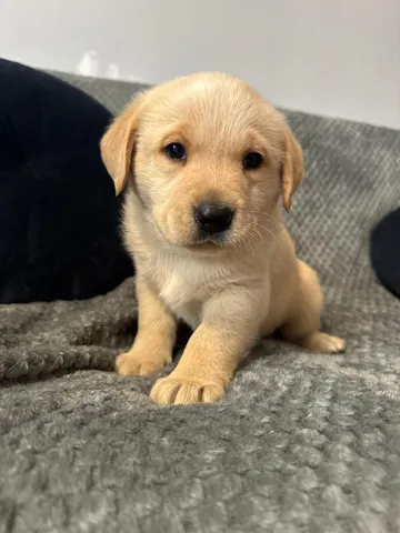 Saga, rescuehund i Polen, bild 6