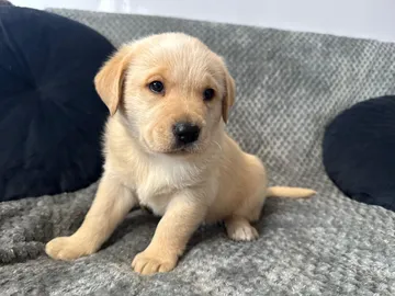 Saga, rescuehund i Polen, bild 7
