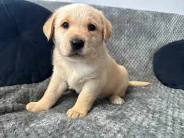 Saga, rescuehund i Polen, bild 8