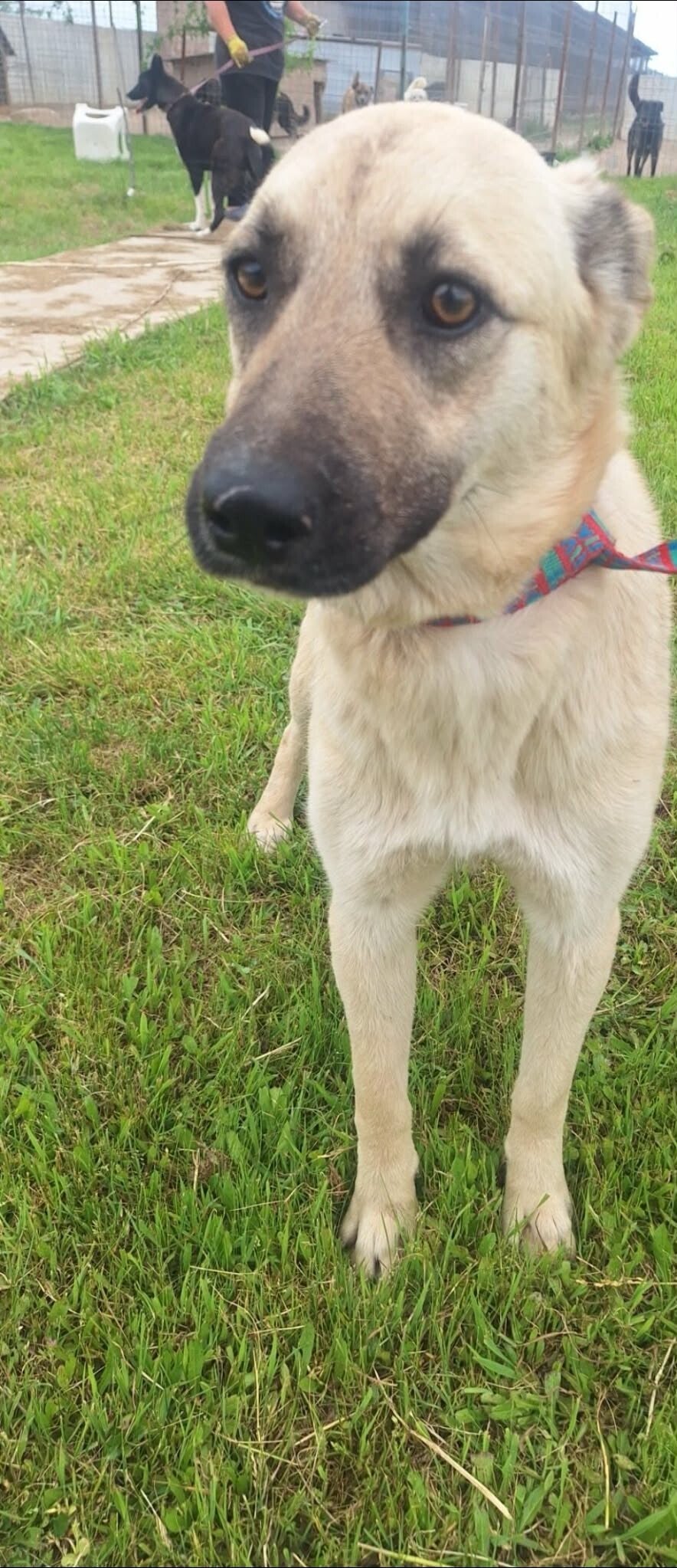 Sandy, rescuehund i Rumänien, bild 1