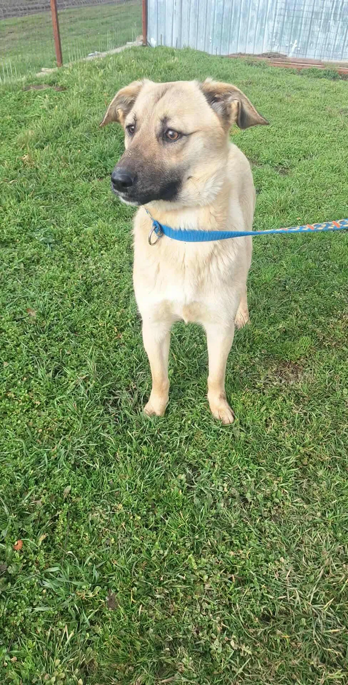 Sandy, profilbild för omplaceringshund