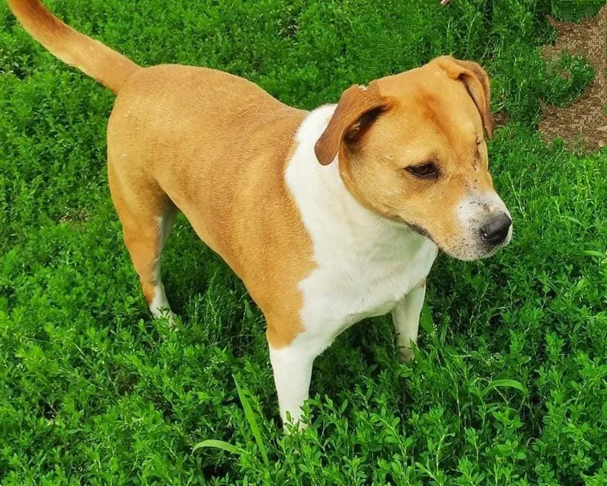 Shensi, profilbild för omplaceringshund