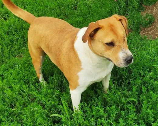 Shensi, en omplaceringshund