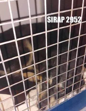 Sirap i bildgalleriet