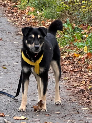 Sirap, rescuehund i Enköping, bild 1
