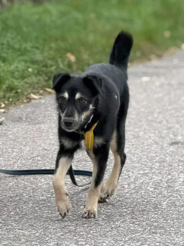 Sirap, rescuehund i Enköping, bild 3