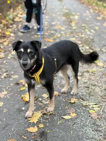 Sirap, rescuehund i Enköping, bild 4