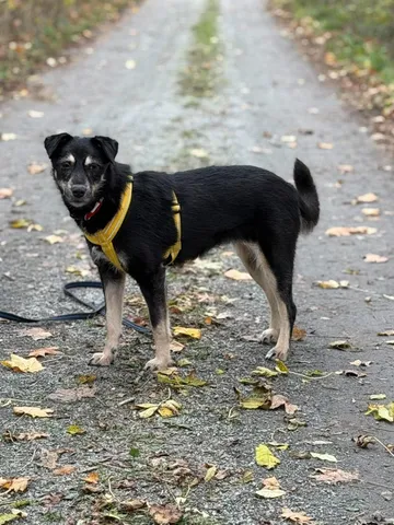 Sirap, rescuehund i Enköping, bild 5