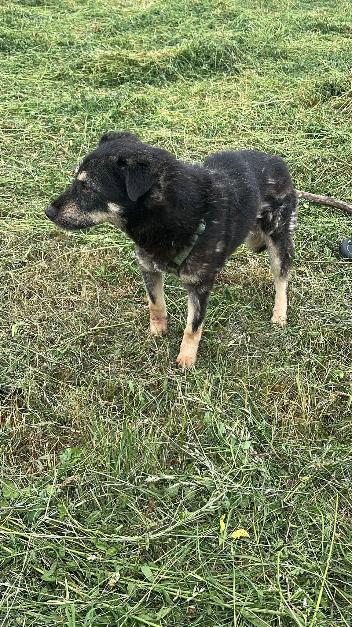 Sirap, rescuehund i Rumänien, bild 1
