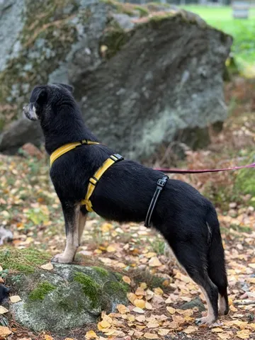 Sirap, rescuehund i Enköping, bild 6