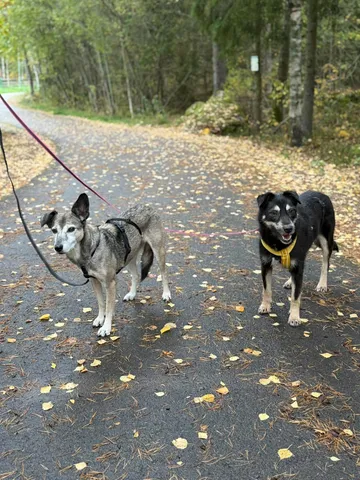Sirap, rescuehund i Enköping, bild 7