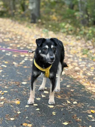 Sirap, rescuehund i Enköping, bild 8