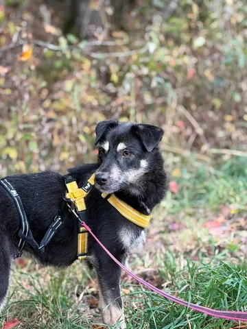 Sirap, rescuehund i Enköping, bild 9
