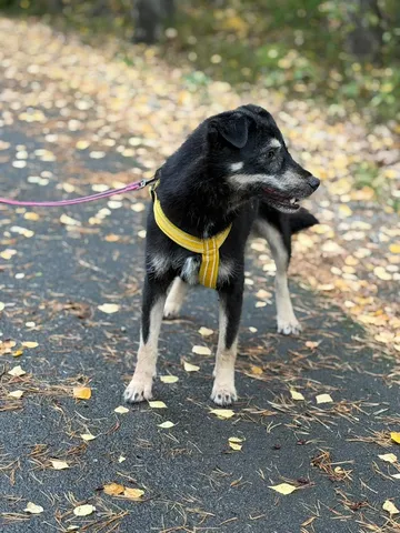 Sirap, rescuehund i Enköping, bild 10