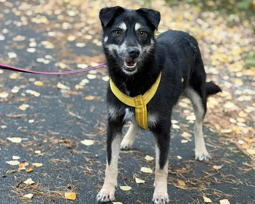 Sirap, blandras som söker hem via Ohana Rescue och finns i Rumänien