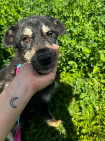 Sirap, rescuehund i Enköping, bild 11