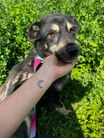 Sirap, rescuehund i Enköping, bild 12
