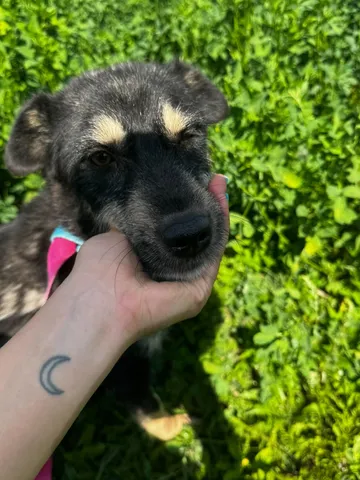 Sirap, rescuehund i Enköping, bild 13