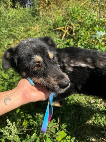 Sirap, rescuehund i Enköping, bild 14