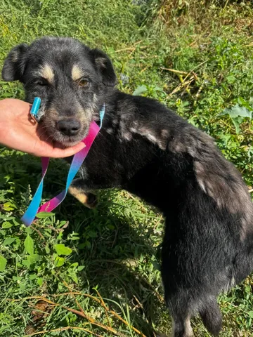 Sirap, rescuehund i Enköping, bild 15