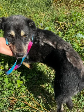Sirap, rescuehund i Enköping, bild 16