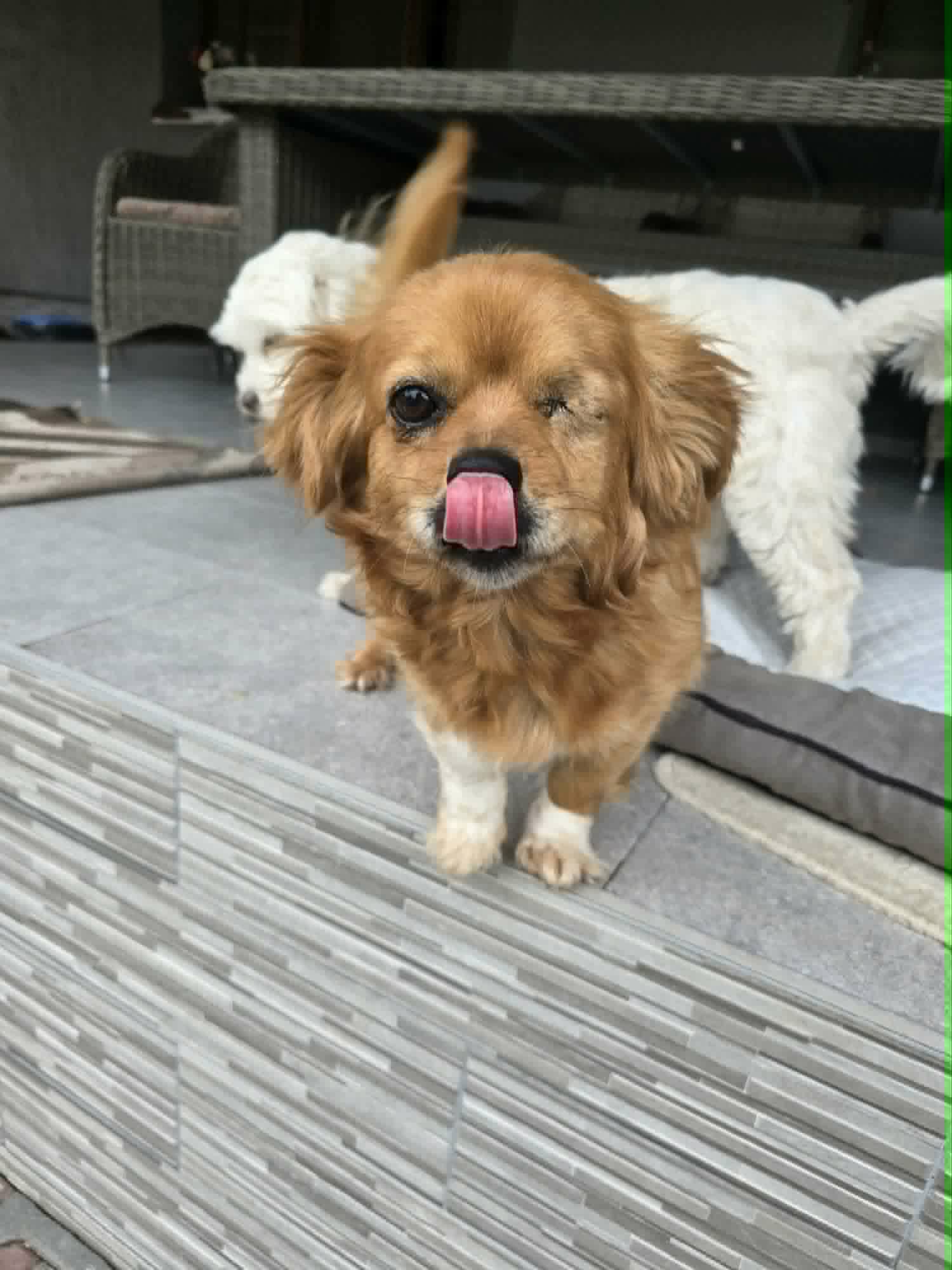 Siri, adopterad via Ohana