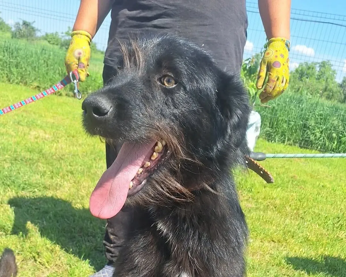 Sooty, blandras som söker hem via Ohana Rescue och finns i Rumänien