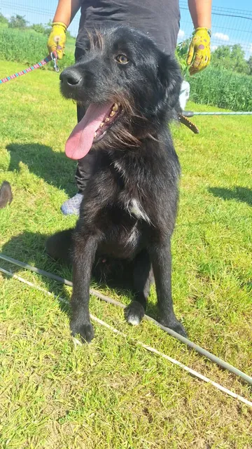 Sooty, rescuehund i Rumänien, bild 2