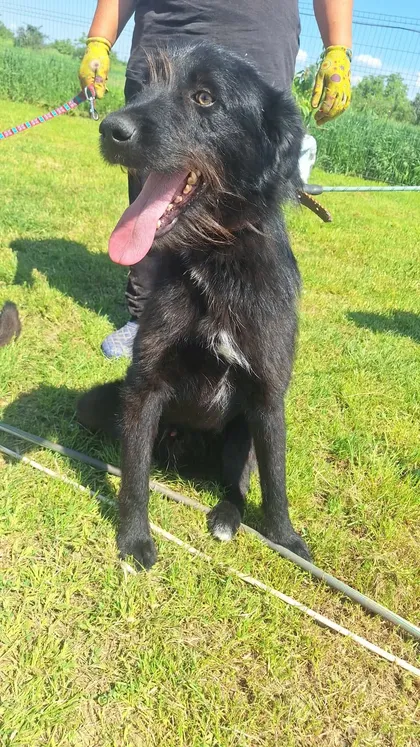 Sooty, rescuehund i Rumänien, bild 3