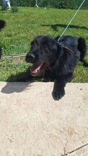Sooty, rescuehund i Rumänien, bild 3