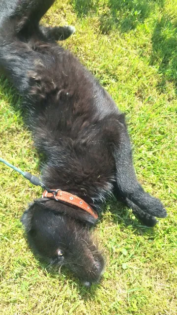 Sooty, rescuehund i Rumänien, bild 4