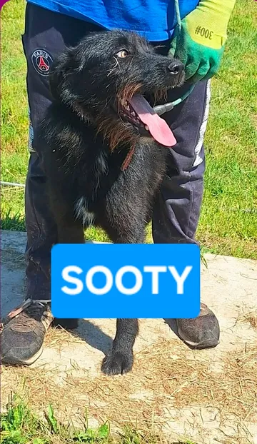 Sooty, rescuehund i Rumänien, bild 5
