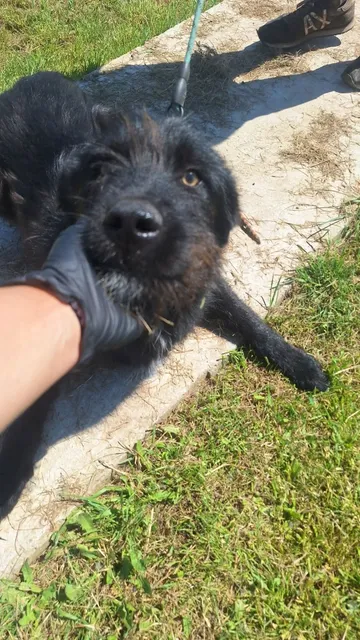 Sooty, rescuehund i Rumänien, bild 6