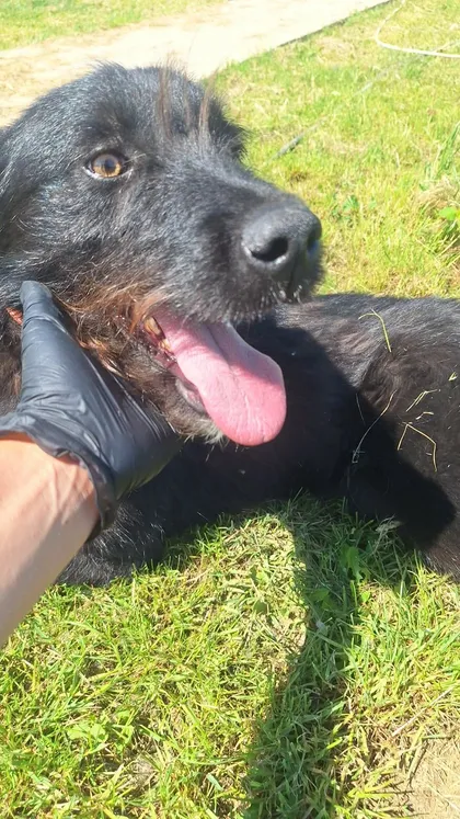 Sooty, rescuehund i Rumänien, bild 2