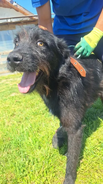 Sooty, rescuehund i Rumänien, bild 8