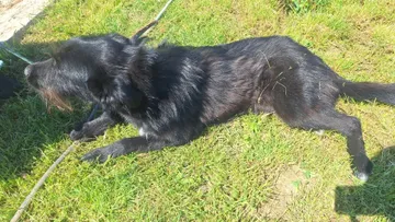 Sooty, rescuehund i Rumänien, bild 9