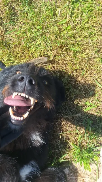 Sooty, rescuehund i Rumänien, bild 1