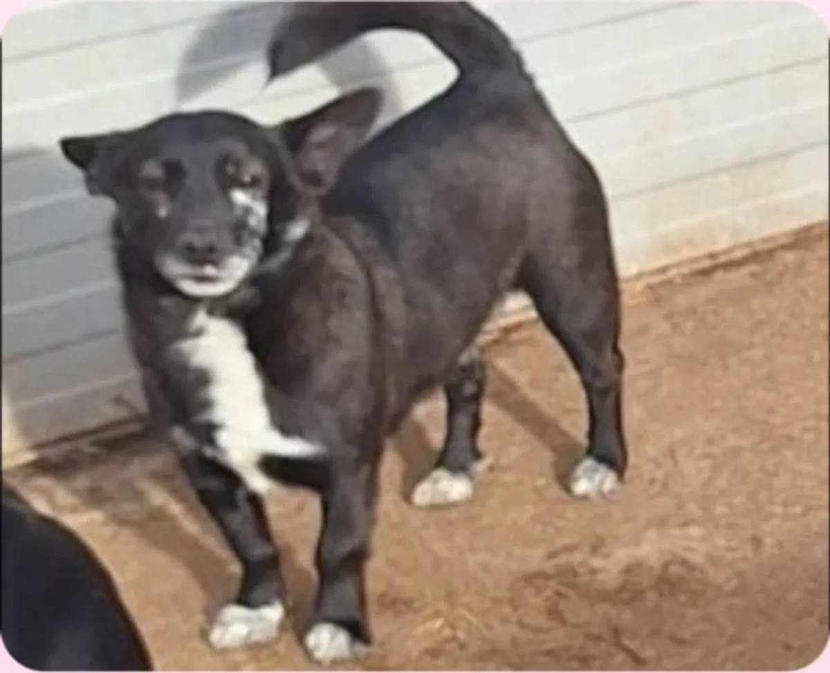 Spud, info kommer som söker hem via Ohana Rescue och finns i Info kommer