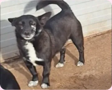Spud, rescuehund i Info kommer, bild 1