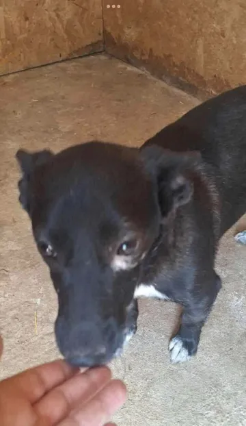 Spud, rescuehund i Info kommer, bild 2
